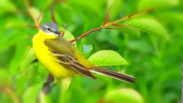 FX №174143 Yellow bird with long tail blur frame