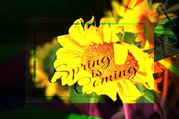 FX №175382 A dark background with flower template card frame with inscription Spring is Coming