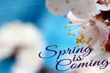 FX №175915 Spring joy Spring is coming