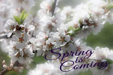 FX №175849 Spring pictures on wallpaper for desktop Spring is coming