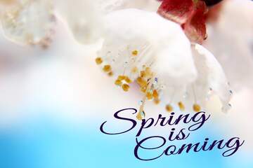 FX №175908 Spring wallpaper Spring is coming