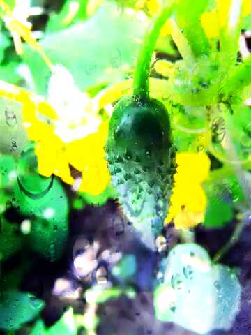 FX №176982 Cucumber Water drops Organic farming background