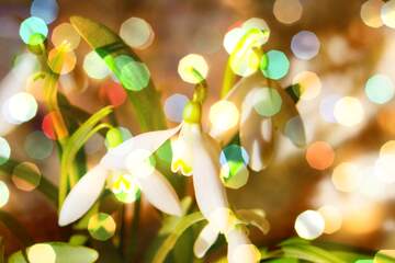 FX №176724 Early spring flowers on blurred background
