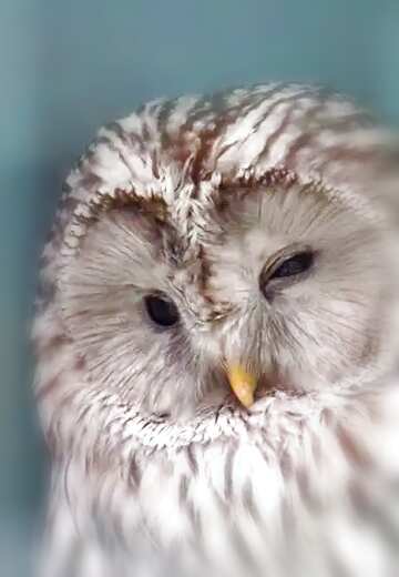 FX №176623 Owl background