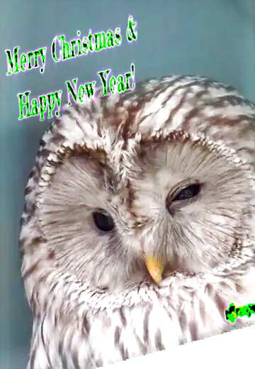 FX №176638 Owl Beautiful inscription Merry Christmas and Happy New Year!