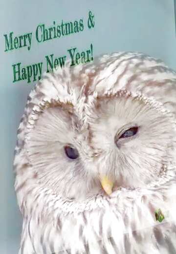 FX №176639 Owl  Beautiful inscription Merry Christmas and Happy New Year!