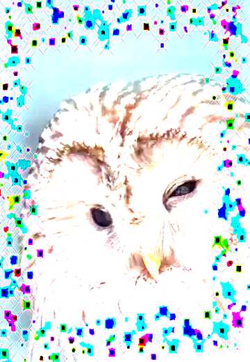 FX №176652 Owl holiday card background