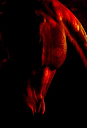 FX №176608 Red Horse in the dark    