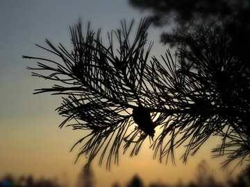 FX №176438 Sunset in the forest pine tree silhouette 