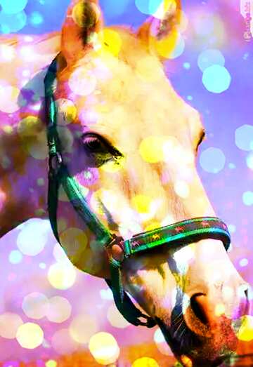 FX №176040 White Horse portrait  Bokeh colored lights