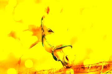 FX №176042 Yellow Horse background