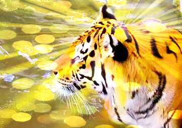 FX №177606  Beautiful tiger Background