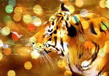 FX №177610  Beautiful tiger Background