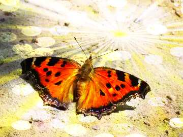 FX №177434 Butterfly sunlight background