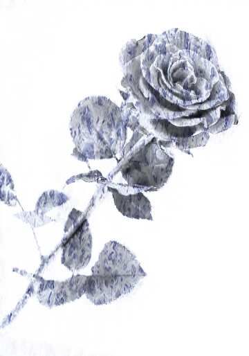 FX №177662  Frozen Rose