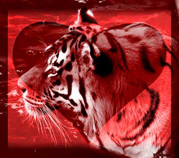 FX №177615  Love Background Tiger