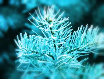 FX №178941  Frosty spruce branch light  Background