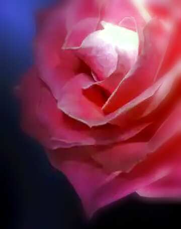 FX №178120  Rose flower Beautiful Background