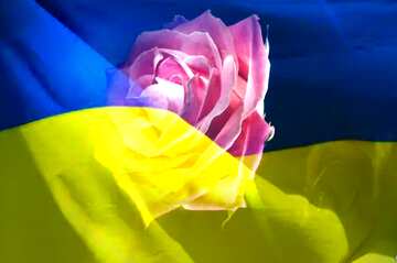 FX №178142  Rose flower Ukrainian
