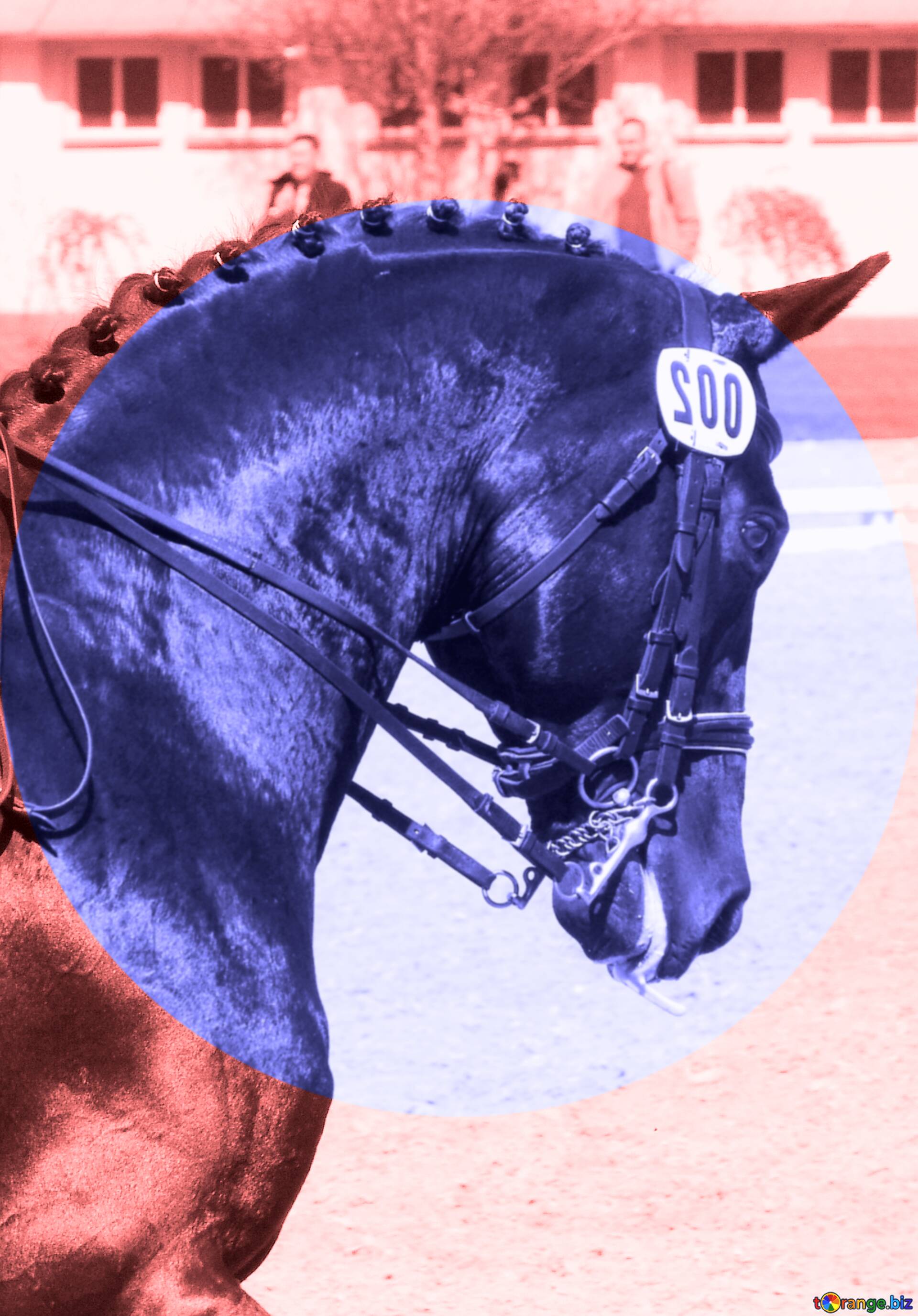 免费图片horse competitions infographics blue circle frame