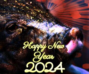 FX №179122 Happy New Year of pig 2024 card background