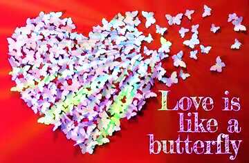 FX №179804  Love is like a butterfly.