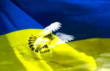FX №179125  Pigeon flies Peace Ukrainian Background