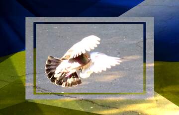 FX №179127  Pigeon flies Ukrainian Peace  Template Frame