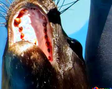 FX №18772 Blue color. Sea lion teeth.