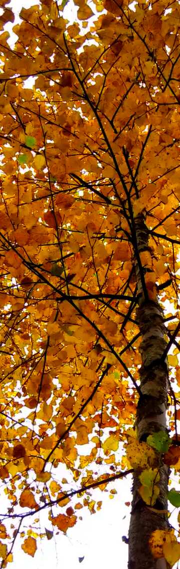 FX №18966 Bright colors. Autumn birch.