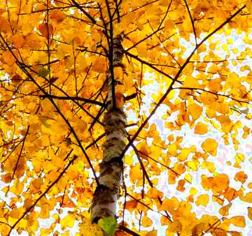 FX №18965 Cover. Autumn birch.