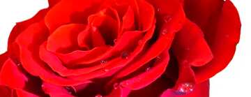 FX №18020 Cover. Flower red rose.