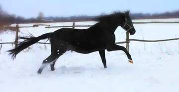 FX №18151 Horse running on snow