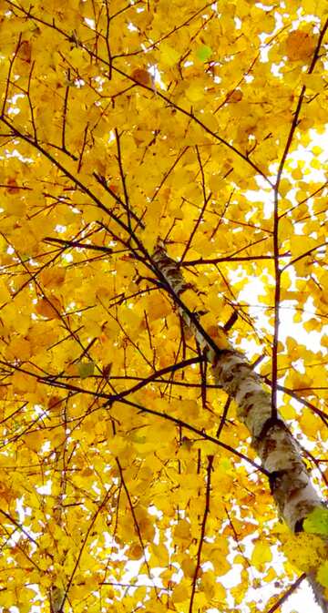 FX №18967 Image for profile picture Autumn birch.