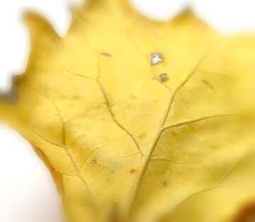FX №18112 Image for profile picture Autumn leaf.