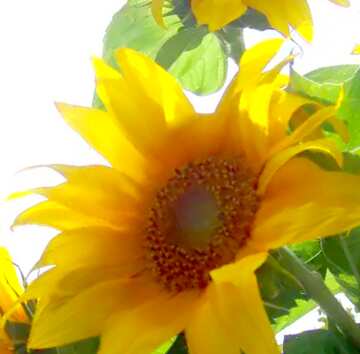 FX №18367 Image for profile picture Bouquet of sunflowers.