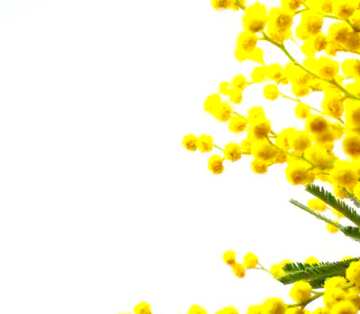 FX №18377 Image for profile picture Branch of mimosa.