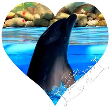 FX №18769 Image for profile picture Curious dolphin.