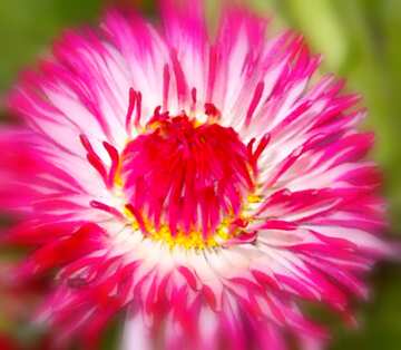 FX №18176 Image for profile picture Daisy Pink.