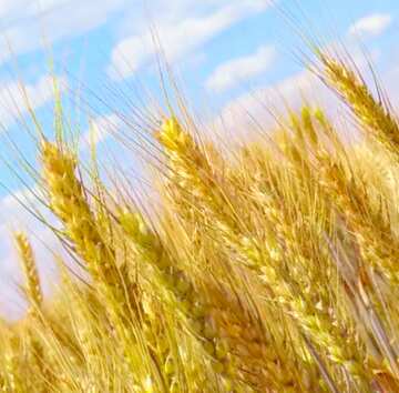 FX №18916 Image for profile picture Field of wheat.