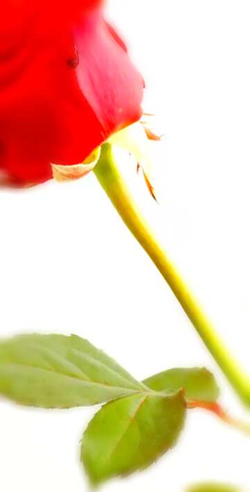 FX №18006 Image for profile picture Flower red rose.