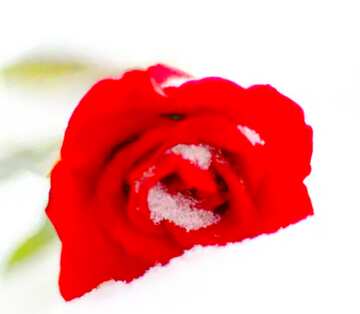 FX №18098 Image for profile picture Red roses in the snow.