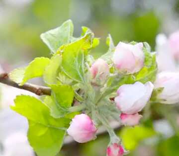 FX №18148 Image for profile picture Sprig blossoming apple.