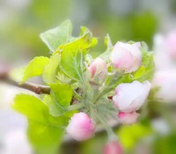 FX №18149 Image for profile picture Sprig blossoming apple.