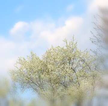 FX №18601 Image for profile picture Spring flowering of trees.