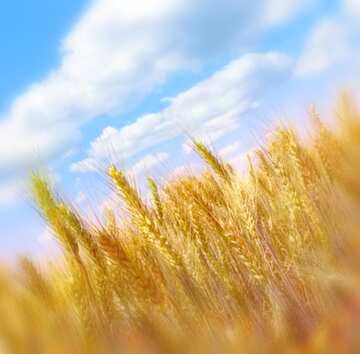 FX №18915 Image for profile picture Wheat field.
