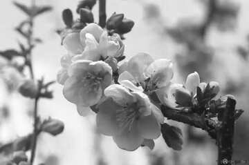 FX №180976 Tree  flowers  apple black and  white