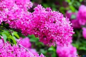 FX №180982 Spring lilac vivid colors