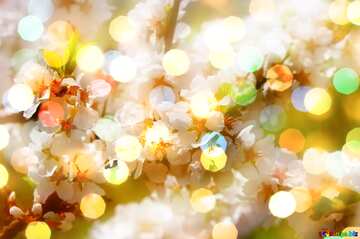 FX №181756 Spring pictures bokeh  blurred background