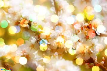 FX №181757 Spring pictures bokeh  background